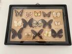 Vlinder Taxidermie wandmontage - Butterfly - 32.5 cm - 47.5, Nieuw
