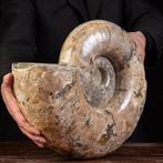 Grote Ammoniet van Madagaskar - Gefossiliseerde schelp -