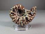 Ammoniet van hoge kwaliteit - Gefossiliseerde schelp -, Verzamelen, Mineralen en Fossielen