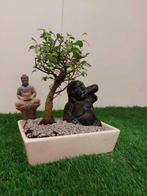 Japanese iep bonsai (Zelkova) - Hoogte (boom): 20 cm -
