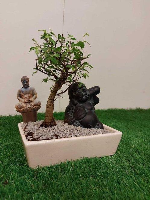 Japanese iep bonsai (Zelkova) - Hoogte (boom): 20 cm -, Antiek en Kunst, Curiosa en Brocante