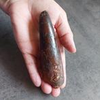 Dinosaurus - Fossiele tand - Spinosaurus aegyptiacus - 120, Verzamelen, Mineralen en Fossielen