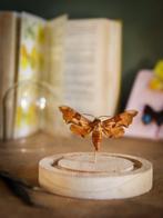 Vlinder Taxidermie volledige montage - Magnifique Mimas