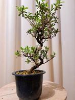 Bonsaï Azalée (Rhododendron) - Hauteur (arbre) : 25 cm -
