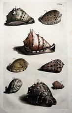 Maria Sibylla Merian; Georg Eberhard Rumphius - Cochlear Sea