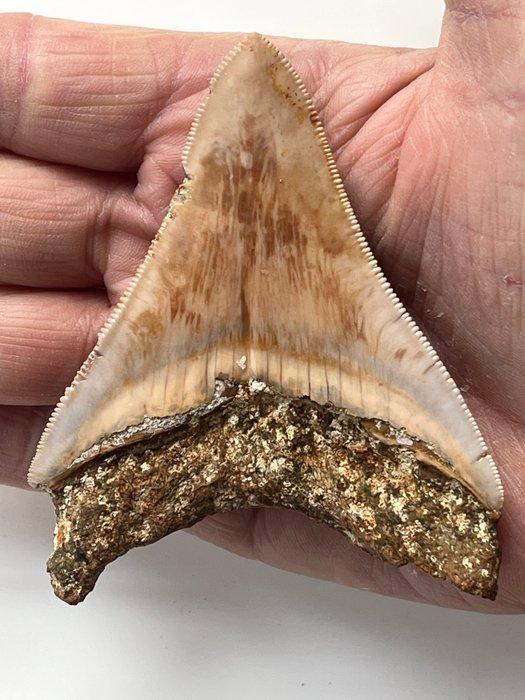 Megalodon tand 9,0 cm - Fossiele tand - Carcharocles, Antiek en Kunst, Curiosa en Brocante