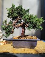 X2 Bonsai Juniperus Kishu+ Bonsai Chamaecyparis pisifera -, Antiek en Kunst, Kunst | Schilderijen | Klassiek