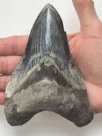 Enorme Megalodon tand 13,5 cm - Fossiele tand - Carcharocles, Verzamelen, Mineralen en Fossielen