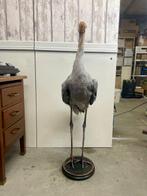 Sarus kraanvogel Taxidermie volledige montage - Antigone, Verzamelen, Dierenverzamelingen, Nieuw