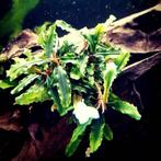 Bucephalandra Aqua Artica In Vitro, Animaux & Accessoires, Poissons | Aquariums & Accessoires, Verzenden