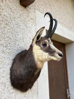 Jachttrofee, Verzamelen, Dierenverzamelingen, Nieuw