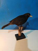 Merel Taxidermie volledige montage - Turdus merula - 32 cm -, Nieuw