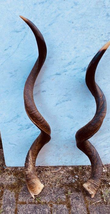 Antilope kudu Support mural pour taxidermie - Tragelaphus, Verzamelen, Dierenverzamelingen