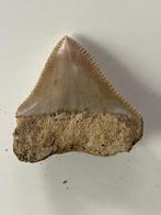 Megalodon tand 3,6 cm - Fossiele tand - Carcharocles, Verzamelen, Mineralen en Fossielen