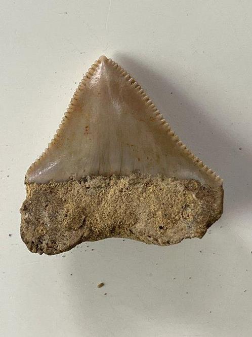 Megalodon tand 3,6 cm - Fossiele tand - Carcharocles, Verzamelen, Mineralen en Fossielen