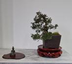 Bonsaï Genévrier (Juniperus) - Hauteur (arbre) : 16 cm -