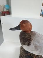 Gewone futelaar Taxidermie volledige montage - Aythya ferina, Nieuw