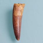 Dinosaurus - Fossiele tand - Spinosaurus aegyptiacus - 75 mm