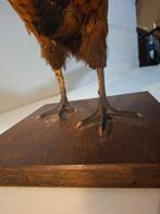 Fazant Taxidermie volledige montage - Phasianus colchicus -, Nieuw