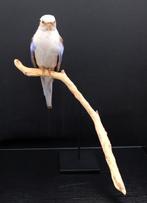 Pennant Rosella wit/blauw Taxidermie volledige montage -, Collections, Collections Animaux
