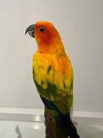 Zonparkiet Taxidermie volledige montage - Aratinga, Verzamelen, Nieuw