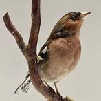Chaffinch (Vink) Taxidermie volledige montage - Fringilla, Verzamelen, Nieuw