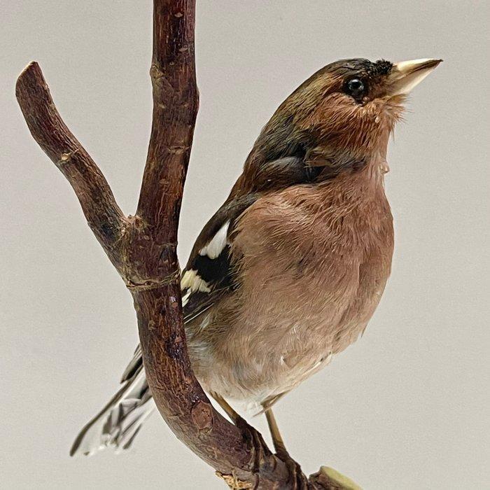 Chaffinch (Vink) Taxidermie volledige montage - Fringilla, Verzamelen, Dierenverzamelingen
