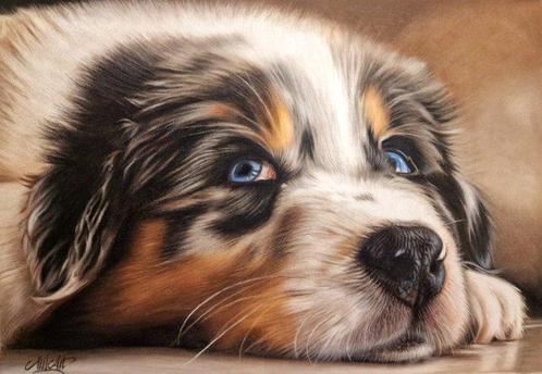 Moira Lazio - Cucciolo di cane razza Pastore Australiano, Antiek en Kunst, Kunst | Schilderijen | Modern