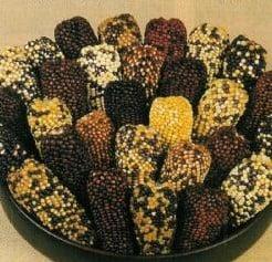 Zea Indian Berries siermaiszaden 1 kg, Hobby en Vrije tijd, Knutselen, Nieuw