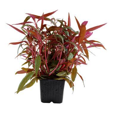 Alternanthera reineckii Pink XL, Animaux & Accessoires, Poissons | Aquariums & Accessoires, Envoi