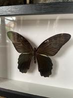 Vlinder Taxidermie volledige montage - Papilio rumanzovia -, Verzamelen, Nieuw
