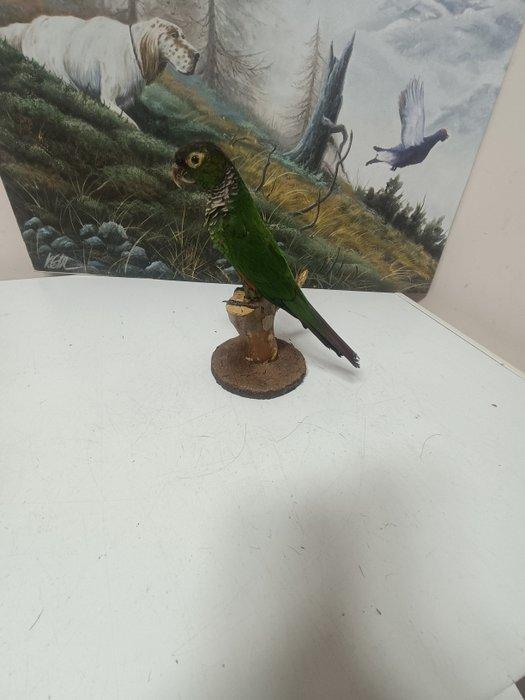 met een maroonkleurige staart Taxidermie volledige montage -, Verzamelen, Dierenverzamelingen