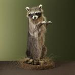 Wasbeer Taxidermie volledige montage - Procyon lotor - 62 cm, Verzamelen, Dierenverzamelingen, Nieuw