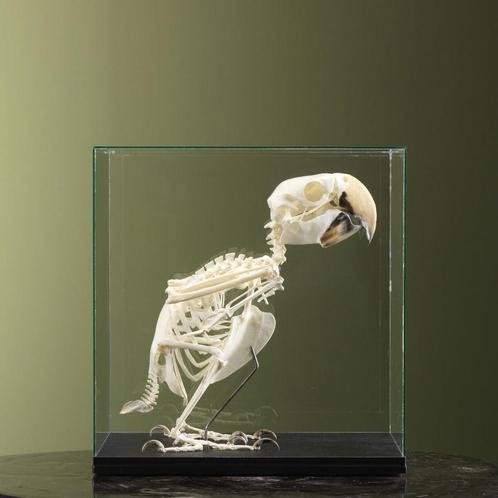 Groenvleugelara Skelet Taxidermie Opgezette Dieren By Max, Verzamelen, Dierenverzamelingen, Opgezet dier, Nieuw, Vogel, Ophalen of Verzenden