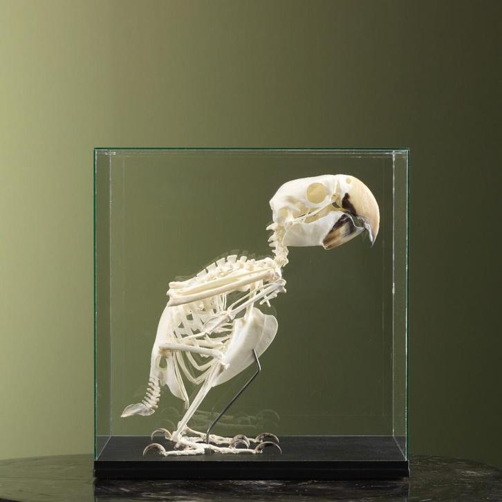 Groenvleugelara Skelet Taxidermie Opgezette Dieren By Max, Verzamelen, Dierenverzamelingen, Opgezet dier, Nieuw, Vogel, Ophalen of Verzenden