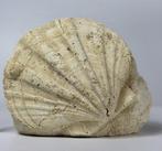 Mooi en decoratief fossiele schelp - zelfstaand. -, Verzamelen