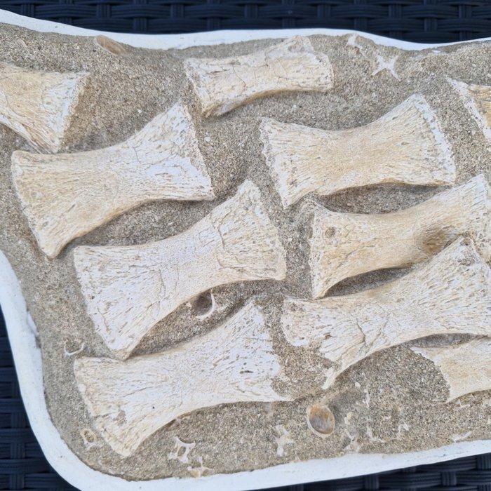 Fossil mosasaur fin - Fossiel skelet - Flipper, paddle - 36, Collections, Minéraux & Fossiles