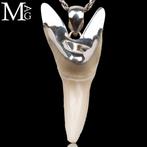 Requin Ensemble de dents - Isurus oxyrinchus - 48 mm - 21 mm