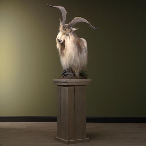 Landgeit op Pedestal Taxidermie Opgezette Dieren By Max, Verzamelen, Dierenverzamelingen, Opgezet dier, Nieuw, Wild dier, Ophalen of Verzenden
