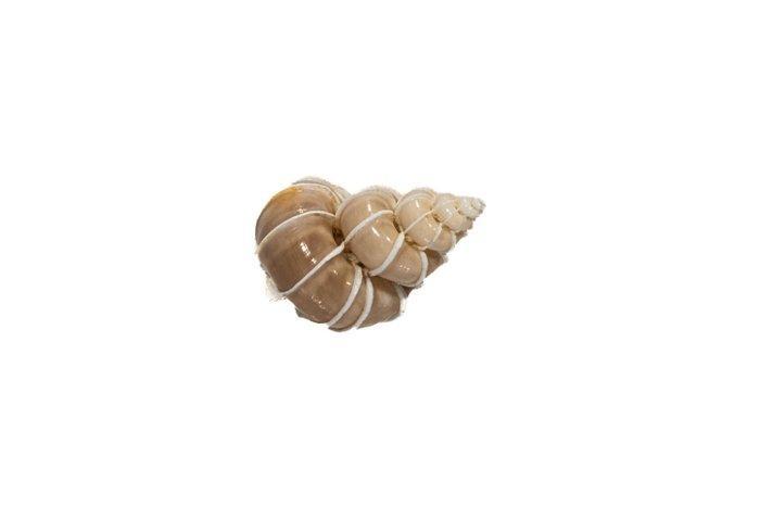 kostbare Wendelstreppe  Skelet - epitonium scalare, Verzamelen, Dierenverzamelingen