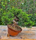 Bonsai van Juniper Itoigawa - Verzamelstuk - Hoogte (boom):, Antiek en Kunst