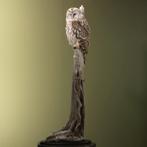 Oeraluil Taxidermie Opgezette Dieren By Max, Verzamelen, Ophalen of Verzenden, Nieuw, Vogel, Opgezet dier