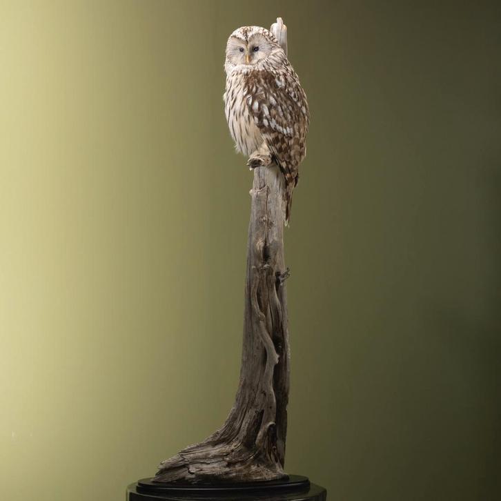 Oeraluil Taxidermie Opgezette Dieren By Max, Collections, Collections Animaux, Enlèvement ou Envoi