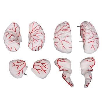 Anatomisch model hersenen met slagaderen, 8 delen ST-ATM 59, Verzenden