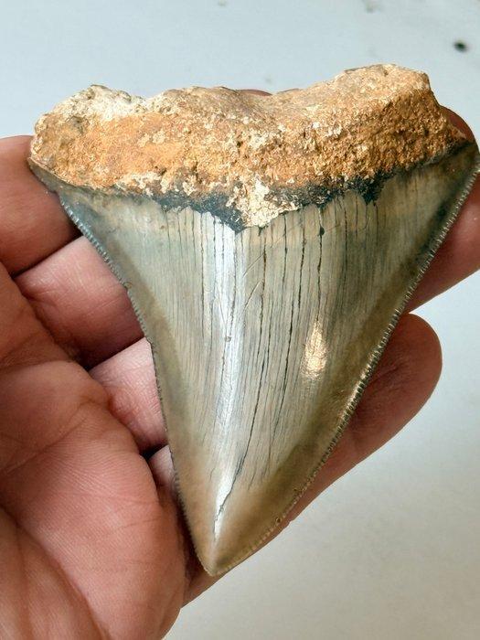 Twee Megalodon-tanden - Fossiele tanden - Otodus, Verzamelen, Mineralen en Fossielen