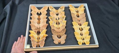 Rare monsters months Saturnidae (Bombyx sp.)  specimens, Verzamelen, Dierenverzamelingen