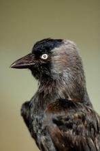 kauw Taxidermie volledige montage - Corvus modenula - 20 cm, Verzamelen, Nieuw