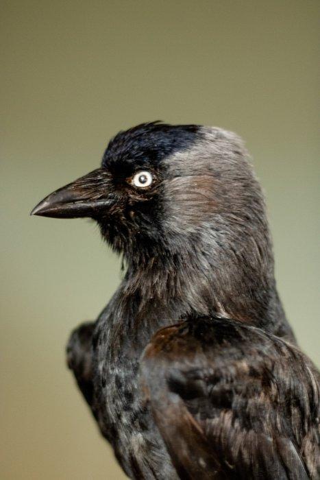 kauw Taxidermie volledige montage - Corvus modenula - 20 cm, Verzamelen, Dierenverzamelingen