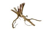 Driftwood Selected  DW45- 38x30x23m (Small drift wood), Ophalen of Verzenden, Nieuw, Plant(en), Steen of Hout
