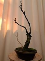 Wisteria bonsai - Hoogte (boom): 35 cm - Diepte (boom): 28